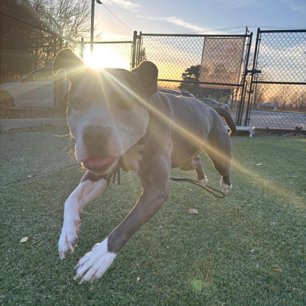 Enlarge Phoenix, a Adoptable American Staffordshire Terrier in Blaine, MN image 5/6