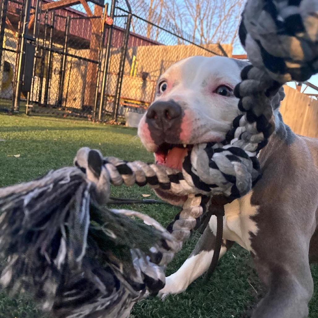 Enlarge Phoenix, a Adoptable American Staffordshire Terrier in Blaine, MN image 6/6