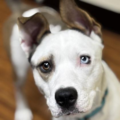Enlarge Shakira, a Adoptable mixed breed in Merriam, KS image 1/3