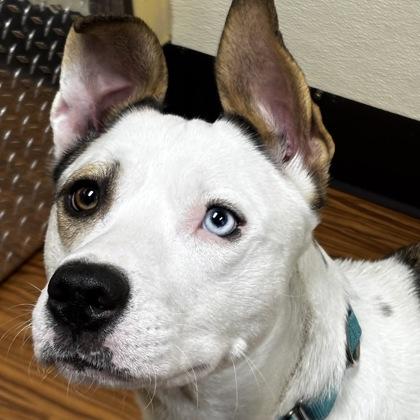 Enlarge Shakira, a Adoptable mixed breed in Merriam, KS image 1/3