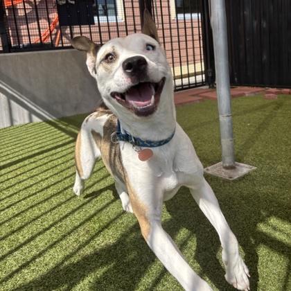 Enlarge Shakira, a Adoptable mixed breed in Merriam, KS image 2/3