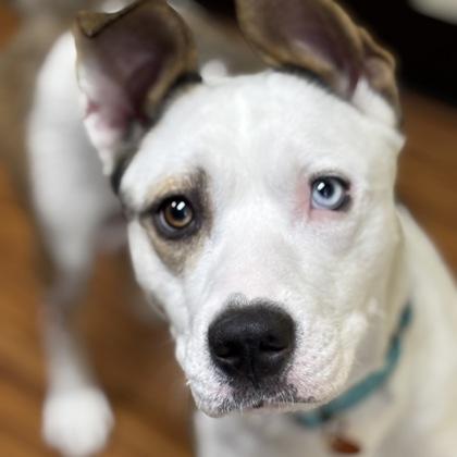 Enlarge Shakira, a Adoptable mixed breed in Merriam, KS image 2/3