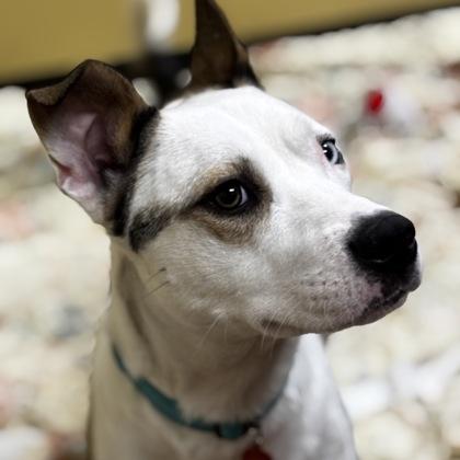 Enlarge Shakira, a Adoptable mixed breed in Merriam, KS image 3/3