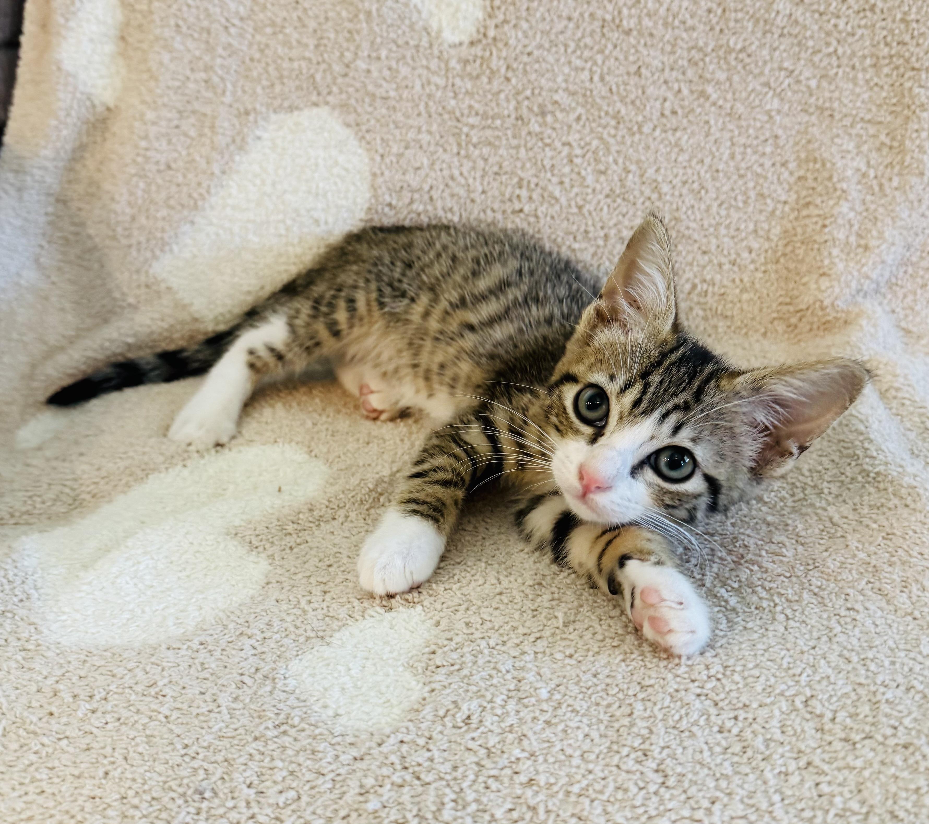 Pixie (more pics coming soon!!)
