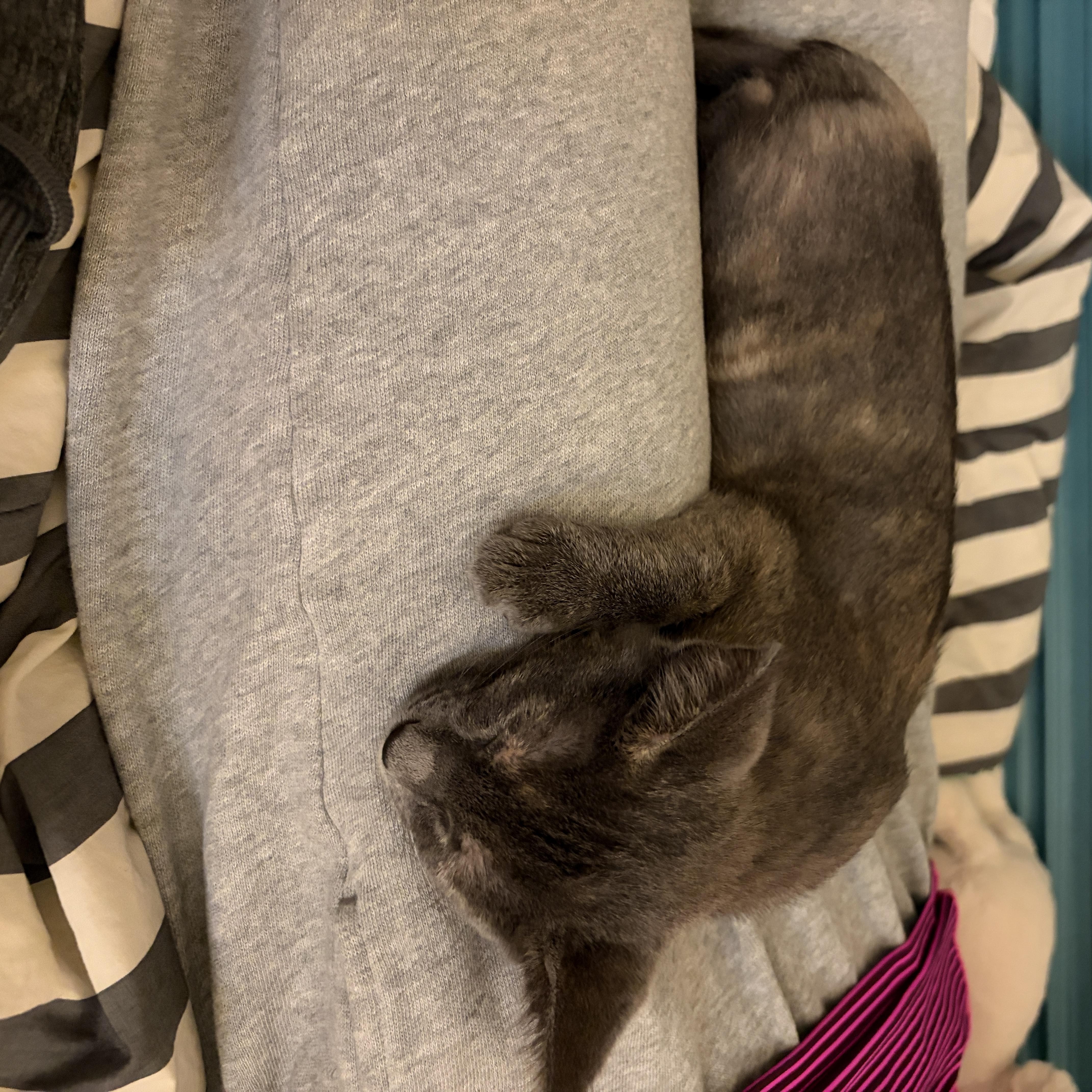 Enlarge Cleo, an adoptable mixed breed in Tulsa, OK image 6/6