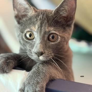 Enlarge Cleo, an adoptable mixed breed in Tulsa, OK image 2/6