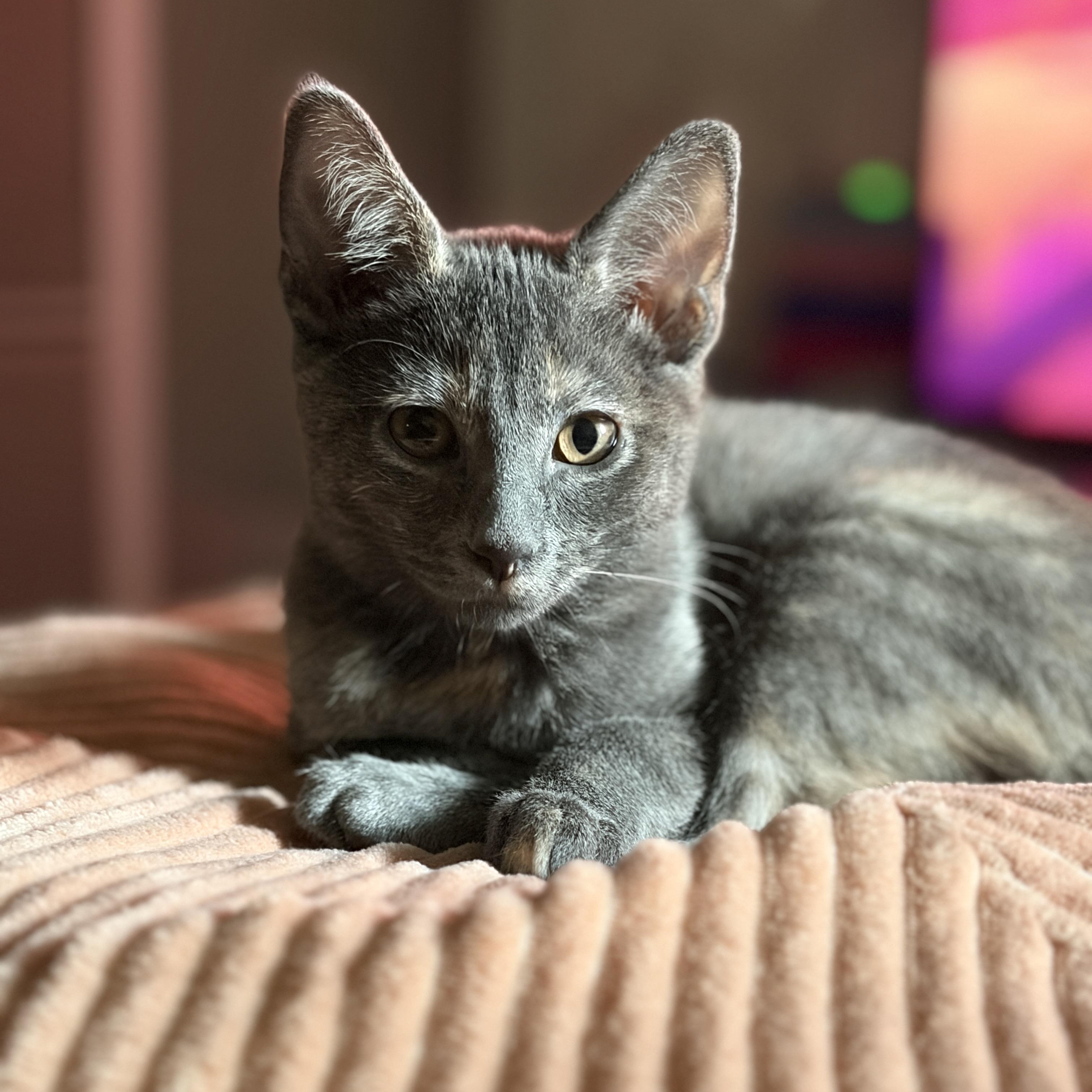 Enlarge Cleo, an adoptable mixed breed in Tulsa, OK image 3/6