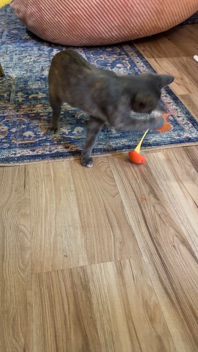 Enlarge Cleo, an adoptable mixed breed in Tulsa, OK video 5/6
