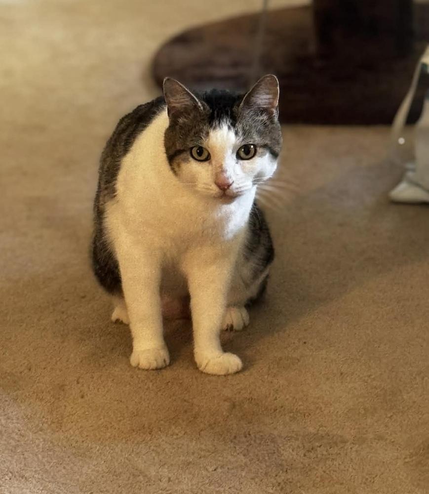 Sally Catrera, Adoptable, Adult Female Domestic Short Hair.