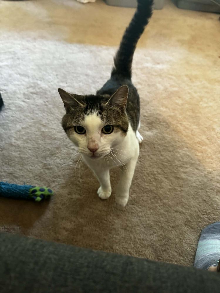 Sally Catrera, a Adoptable mixed breed in WARNER ROBINS, GA image 2/4