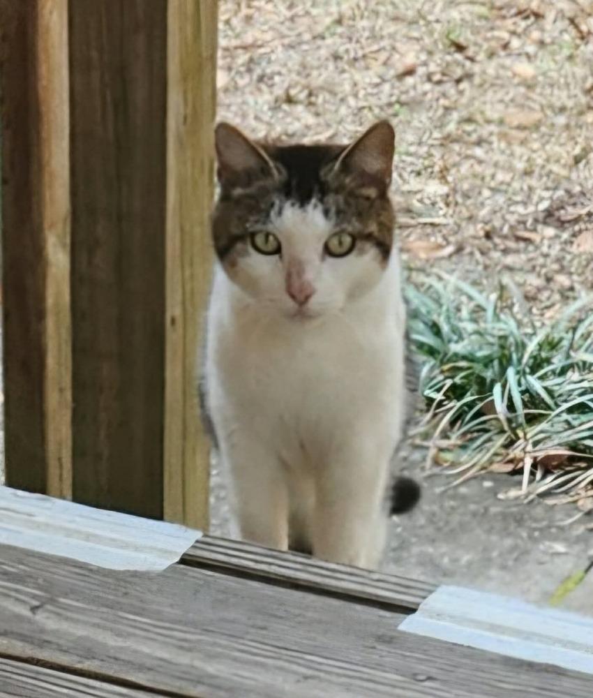 Sally Catrera, a Adoptable mixed breed in WARNER ROBINS, GA image 4/4