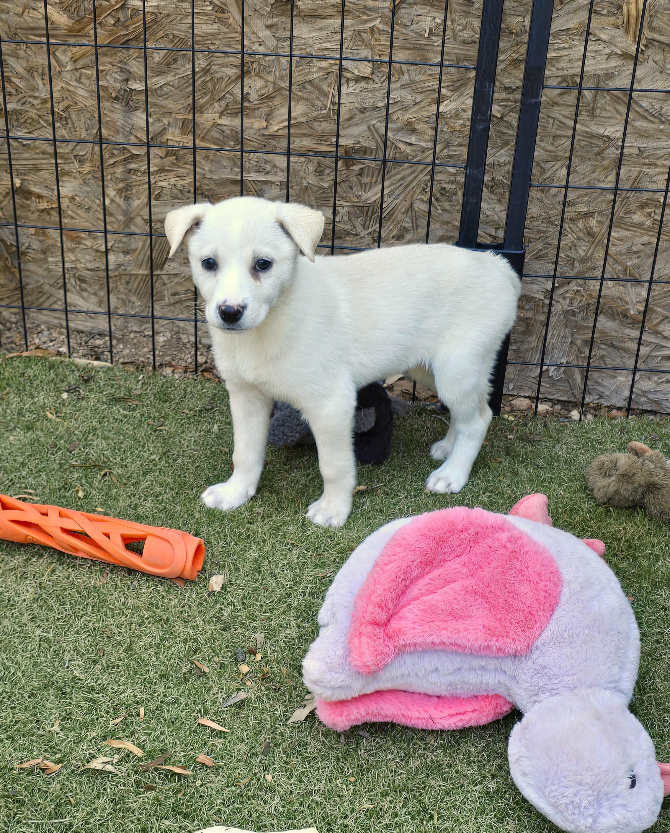 Enlarge Honey, an adopted mixed breed in Apache Junction, AZ image 1/4