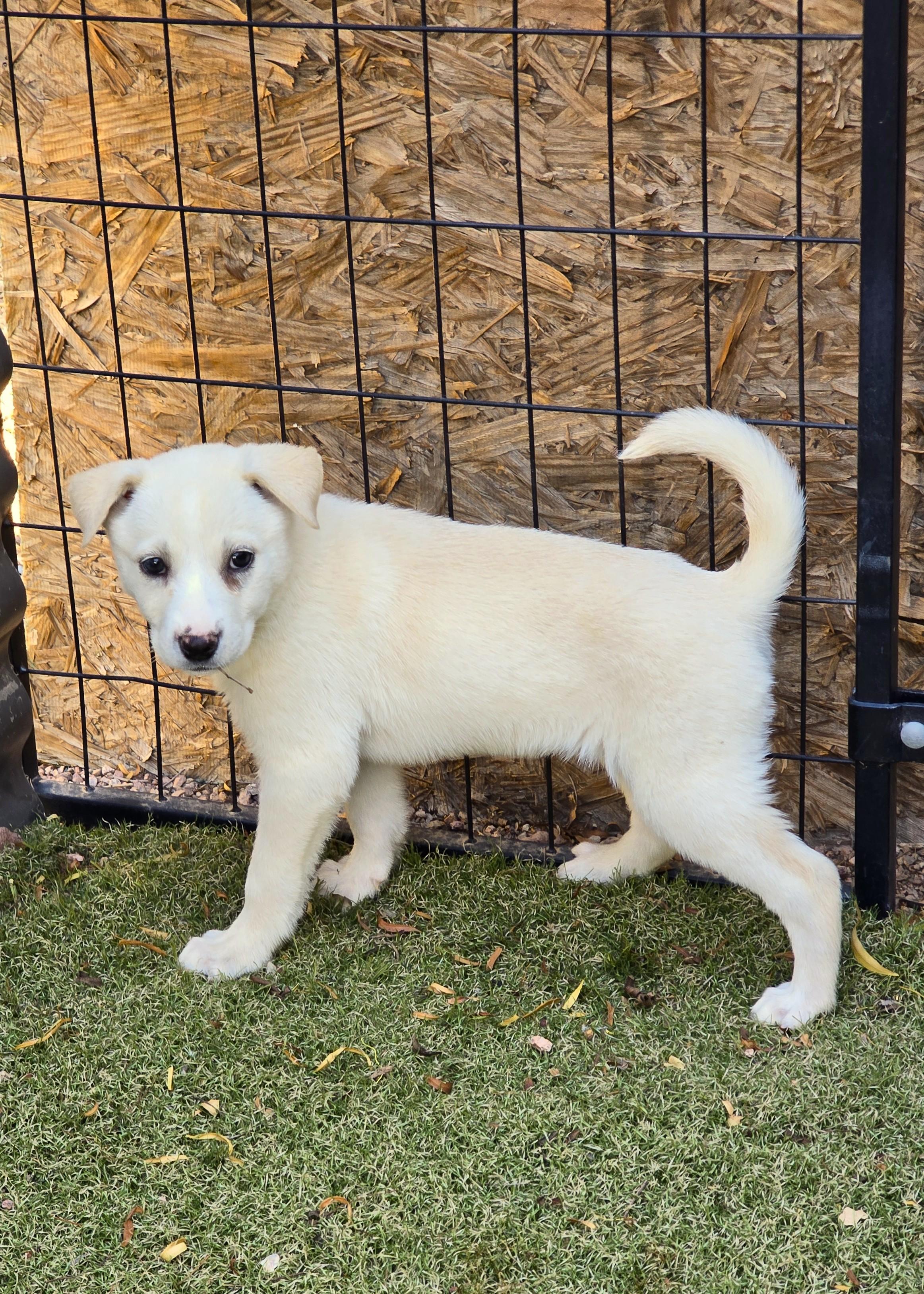 Enlarge Honey, an adopted mixed breed in Apache Junction, AZ image 3/4