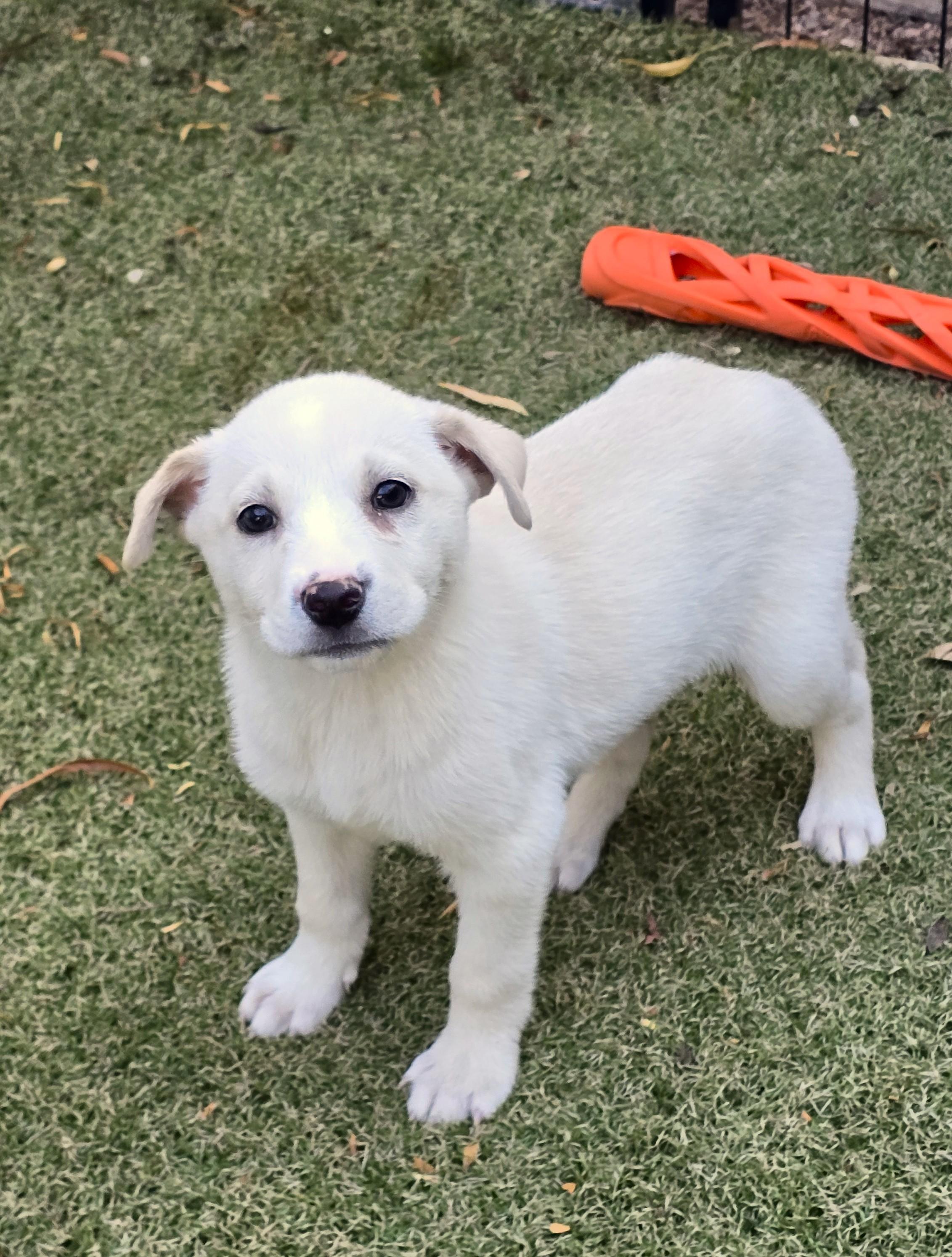 Enlarge Honey, an adopted mixed breed in Apache Junction, AZ image 2/4