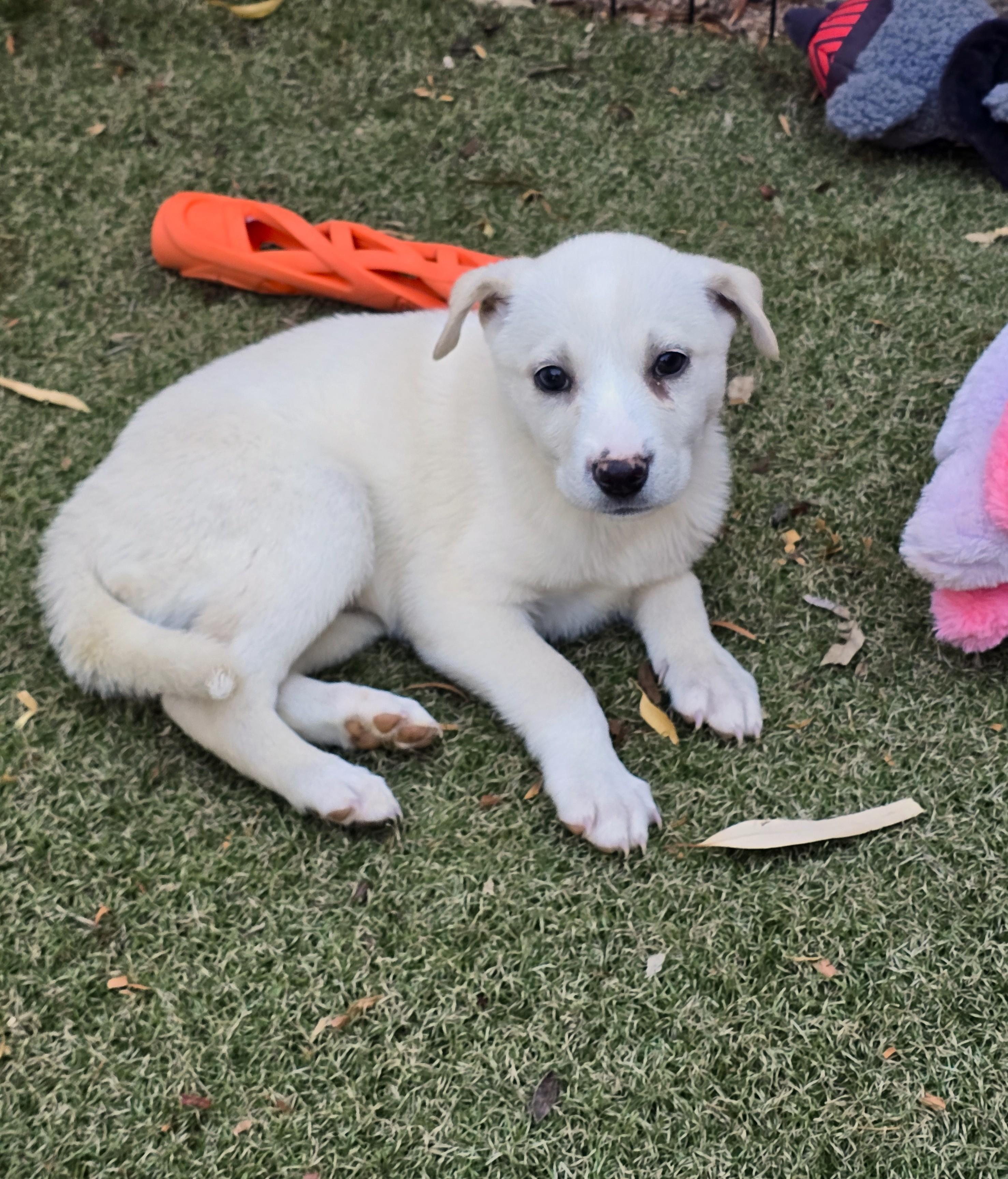 Enlarge Honey, an adopted mixed breed in Apache Junction, AZ image 4/4
