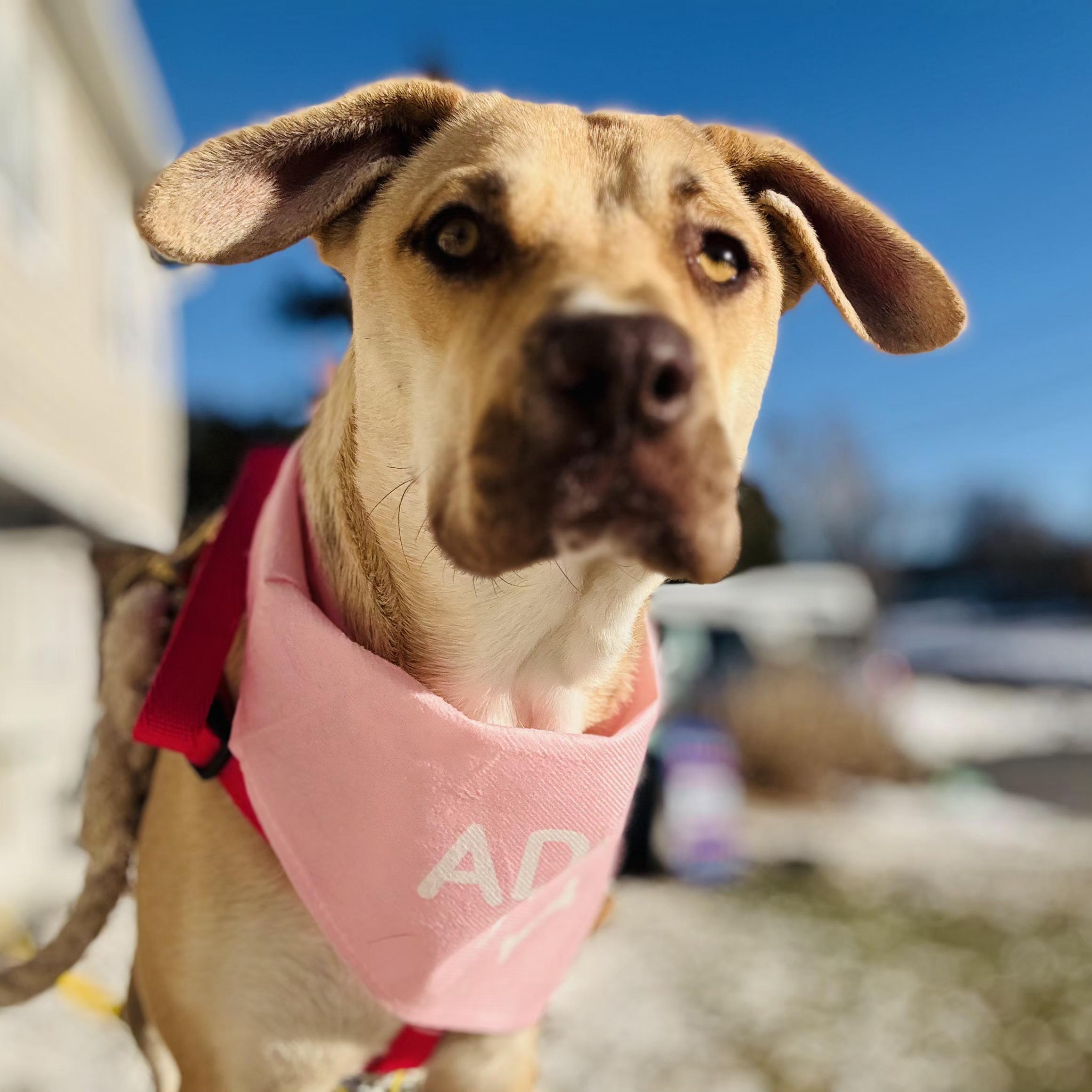 Enlarge Pigeon, a ADOPTABLE mixed breed in PLAINFIELD, CT image 4/5