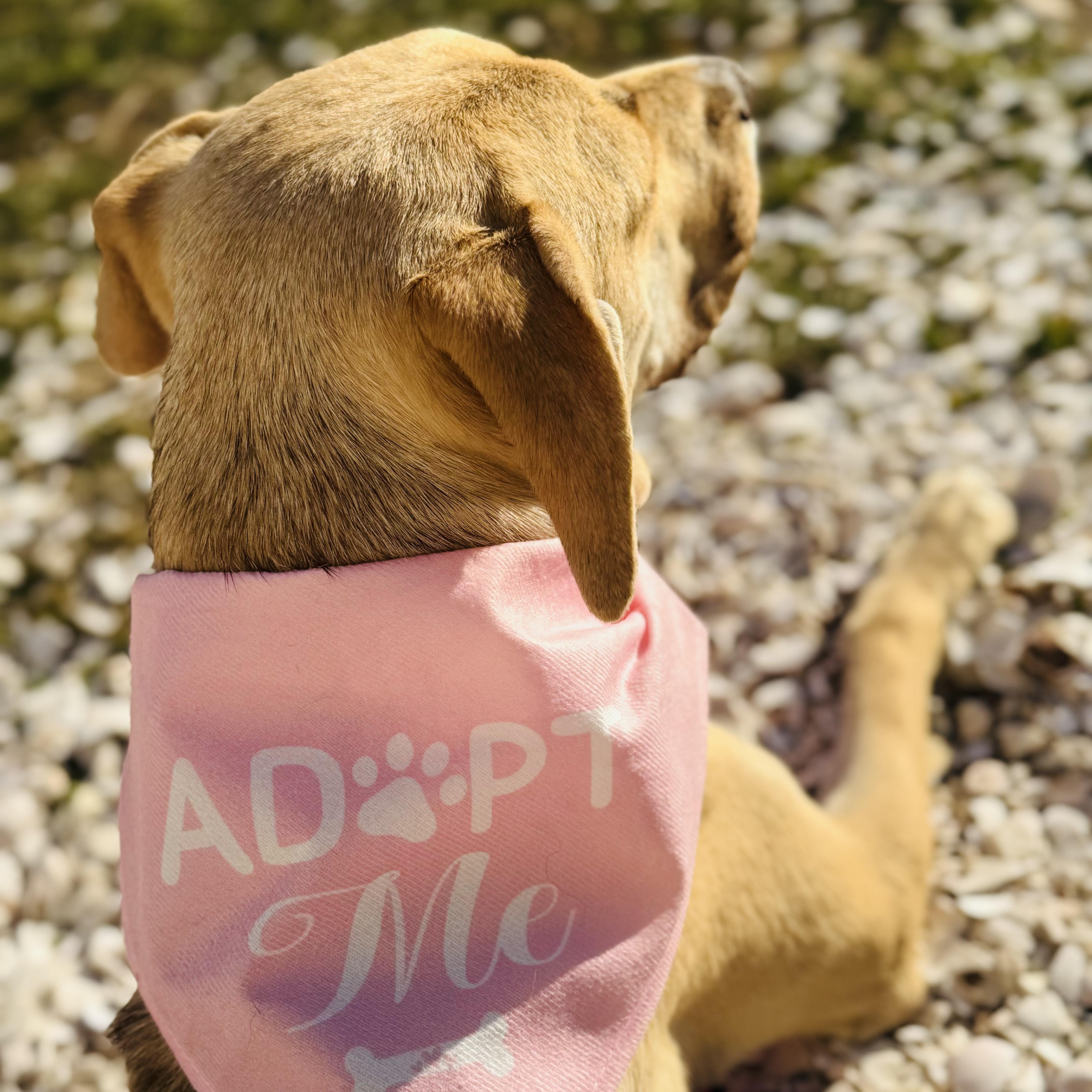 Enlarge Pigeon, a ADOPTABLE mixed breed in PLAINFIELD, CT image 2/5