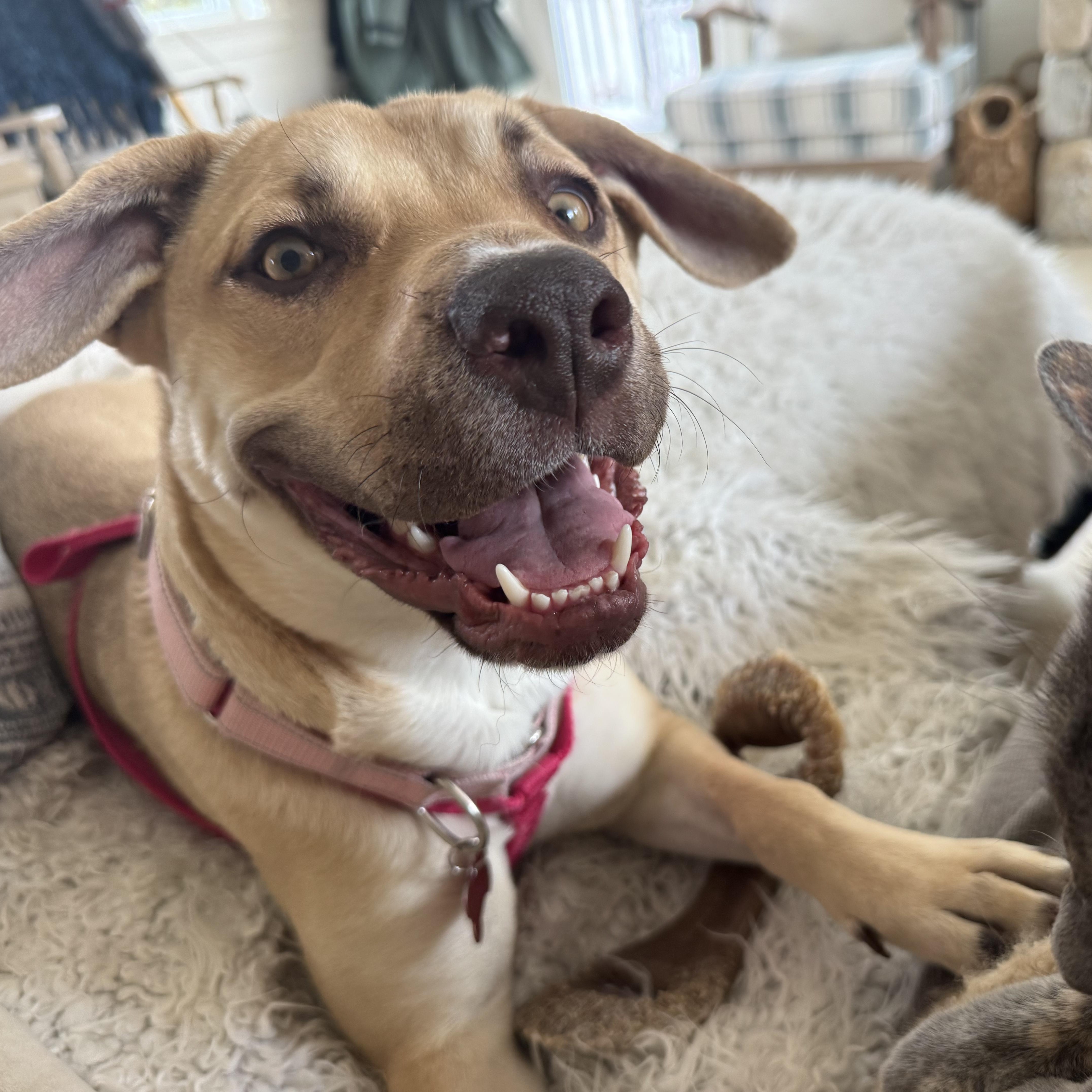 Enlarge Pigeon, a ADOPTABLE mixed breed in PLAINFIELD, CT image 5/5