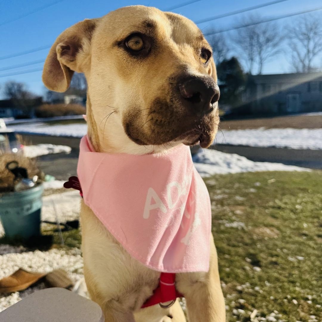 Pigeon, ADOPTABLE, Young Female Yellow Labrador Retriever.