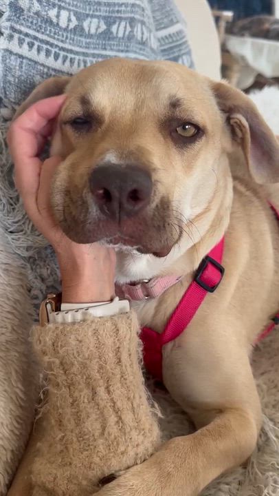 Enlarge Pigeon, a ADOPTABLE mixed breed in PLAINFIELD, CT video 3/5