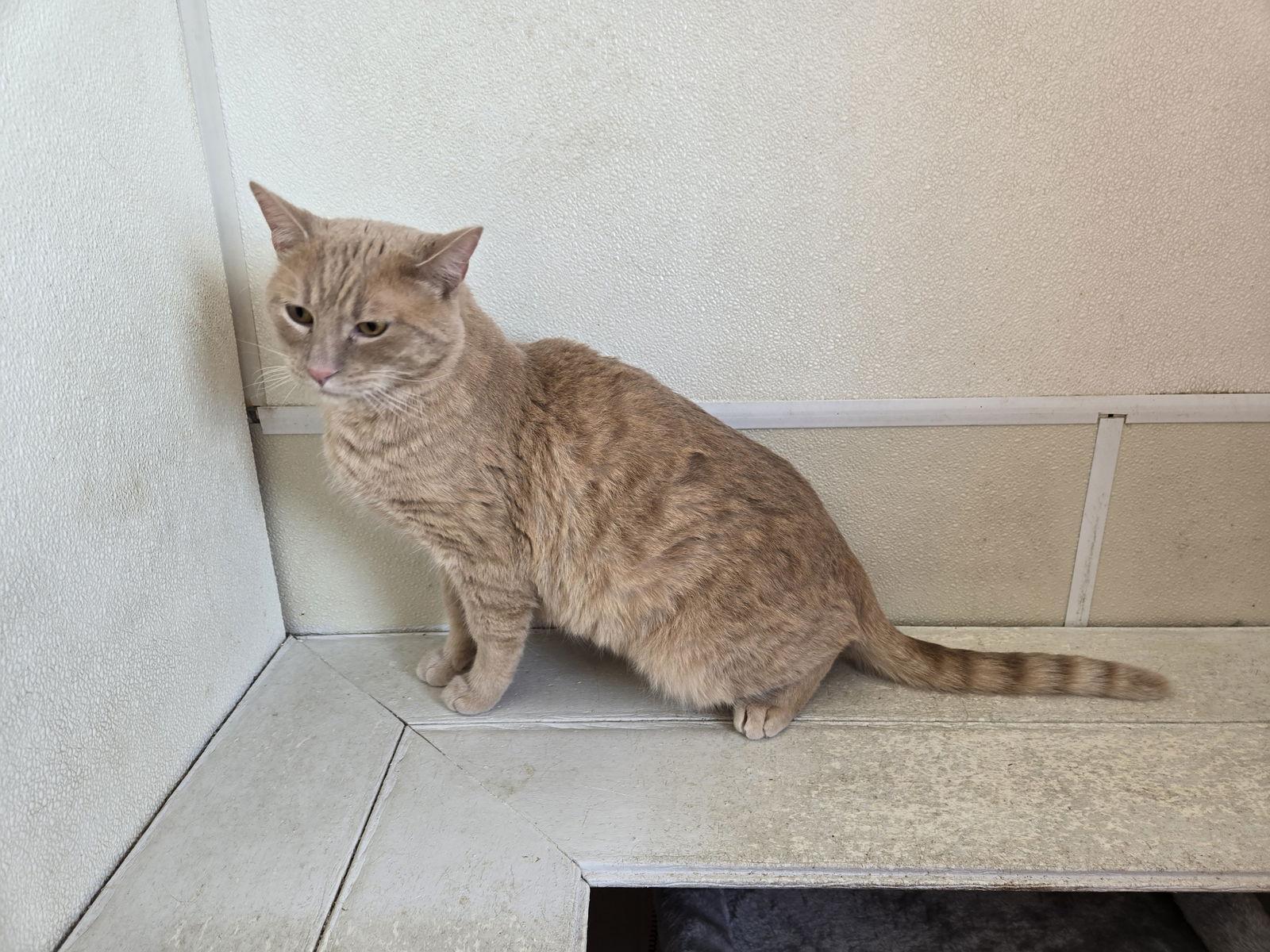 Arcade, Adoptable, Adult Male Domestic Short Hair.