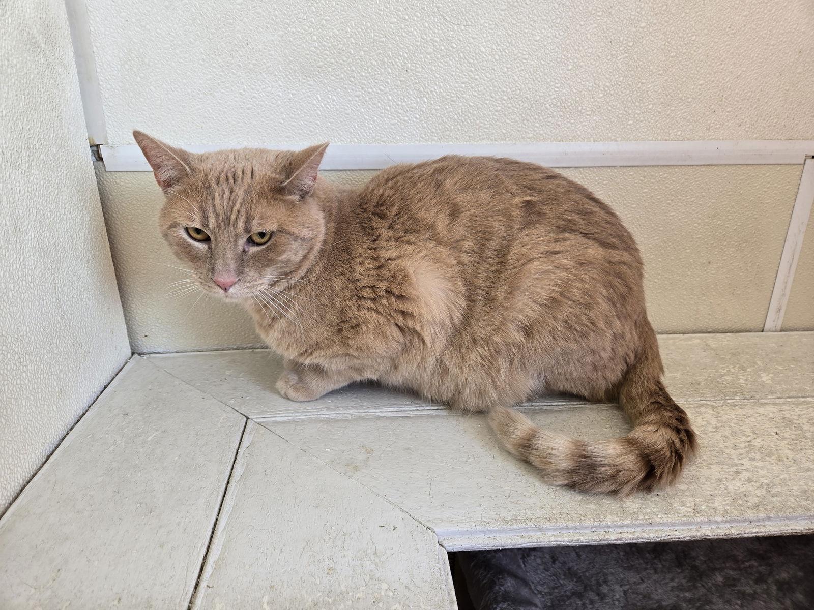 Enlarge Arcade, a Adoptable Domestic Short Hair in Maquoketa, IA image 2/3