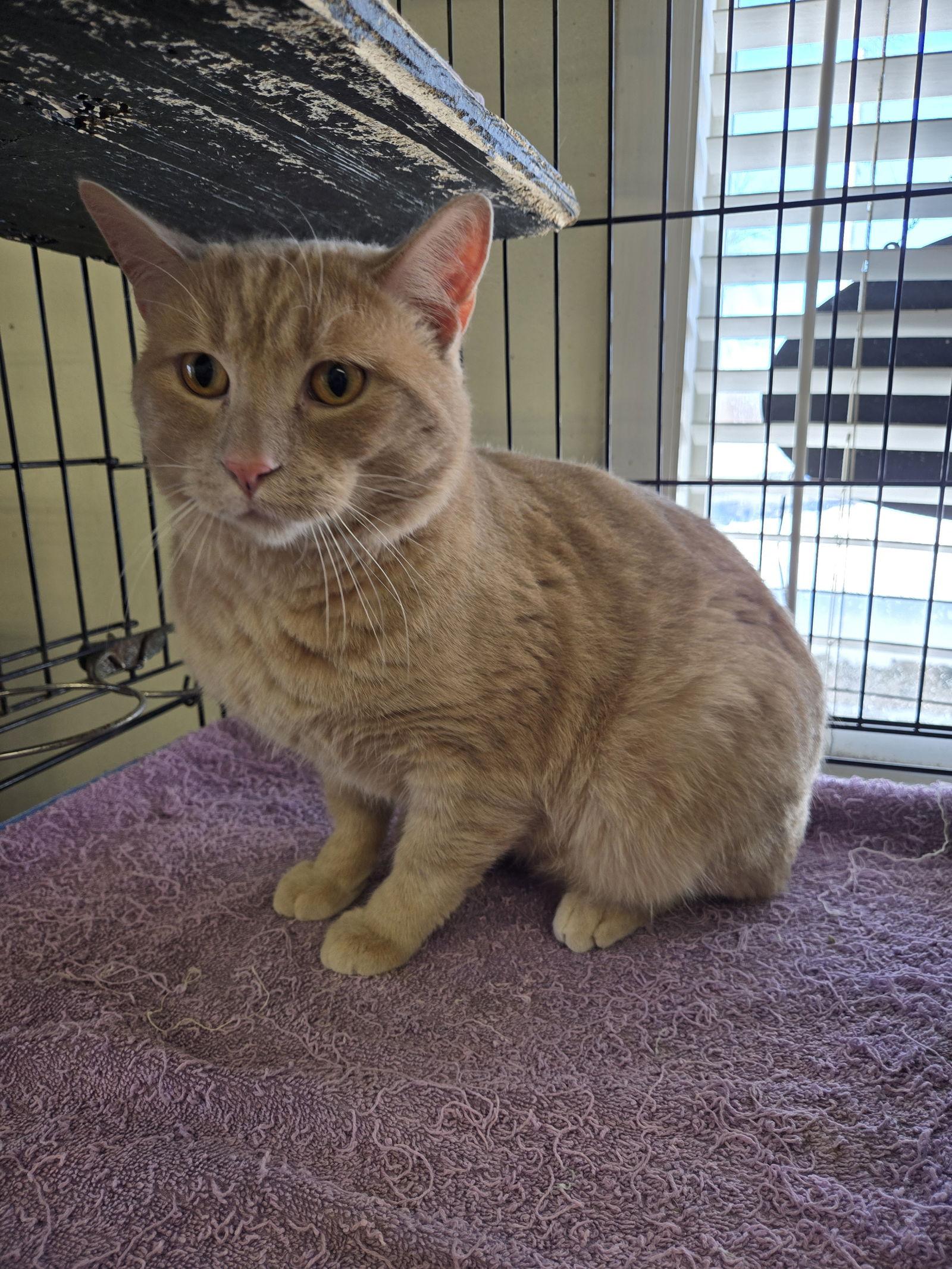 Arcade, Adoptable, Adult Male Domestic Short Hair.