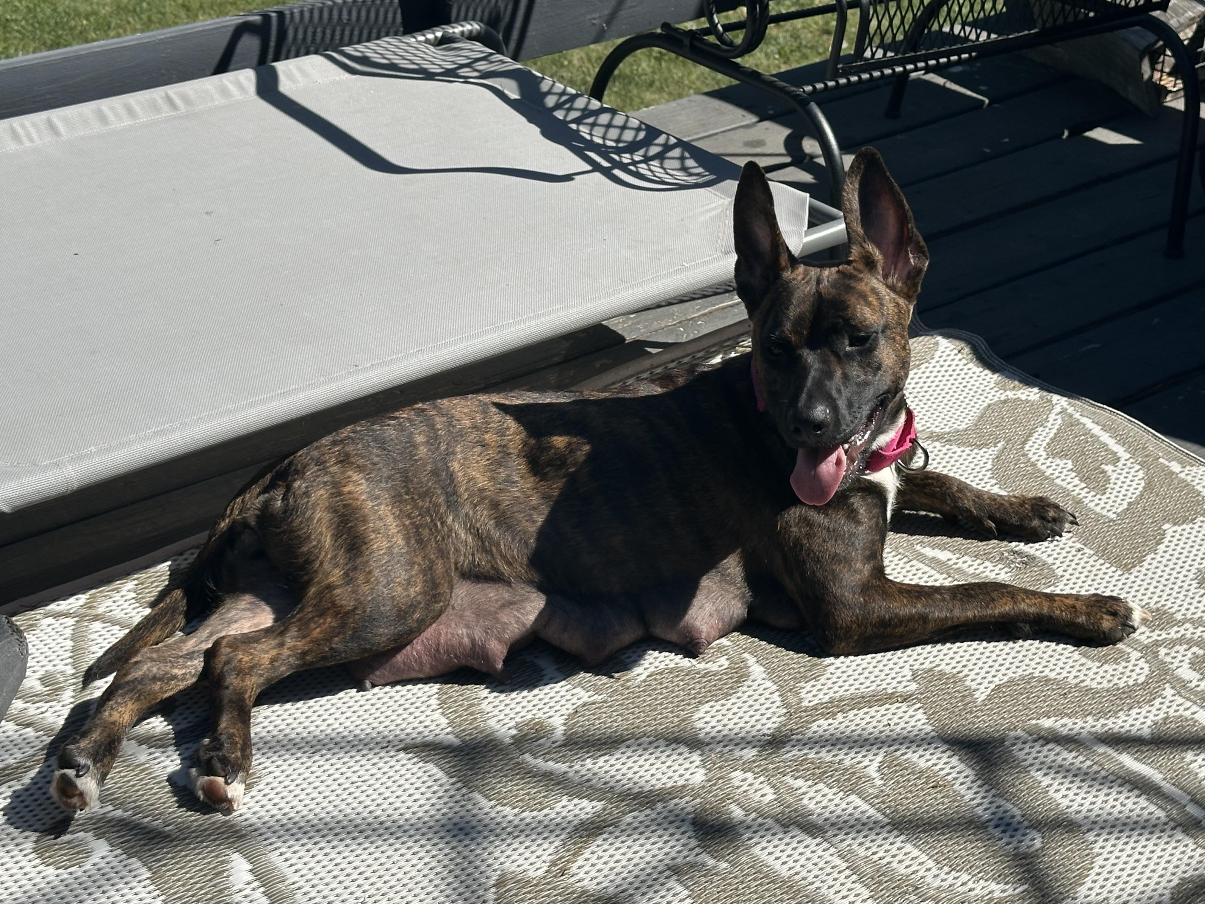 Enlarge Taquita, a Adoptable mixed breed in Iron River, MI image 3/3