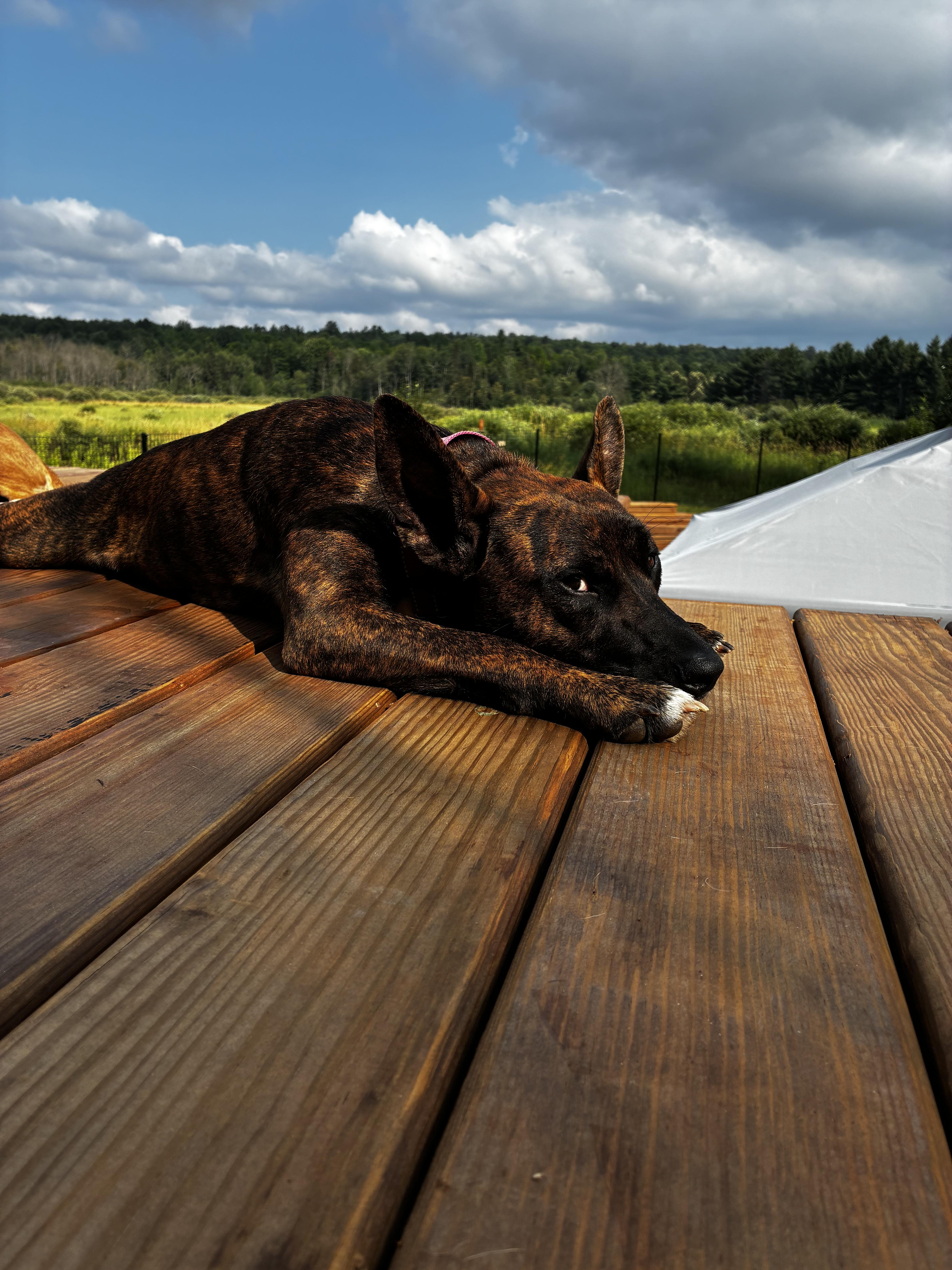 Taquita, a Adoptable mixed breed in Iron River, MI image 6/6