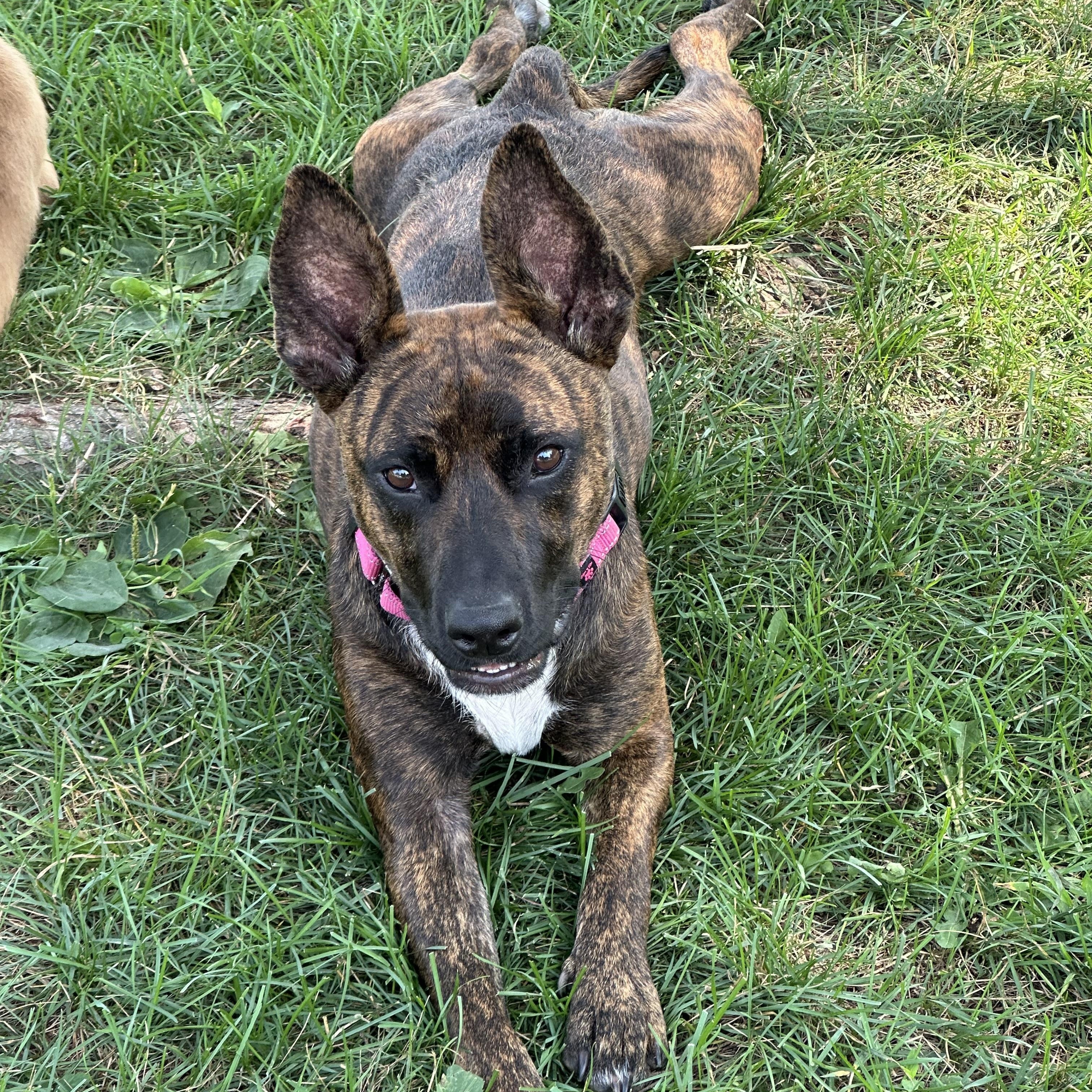 Taquita, a Adoptable mixed breed in Iron River, MI image 3/6