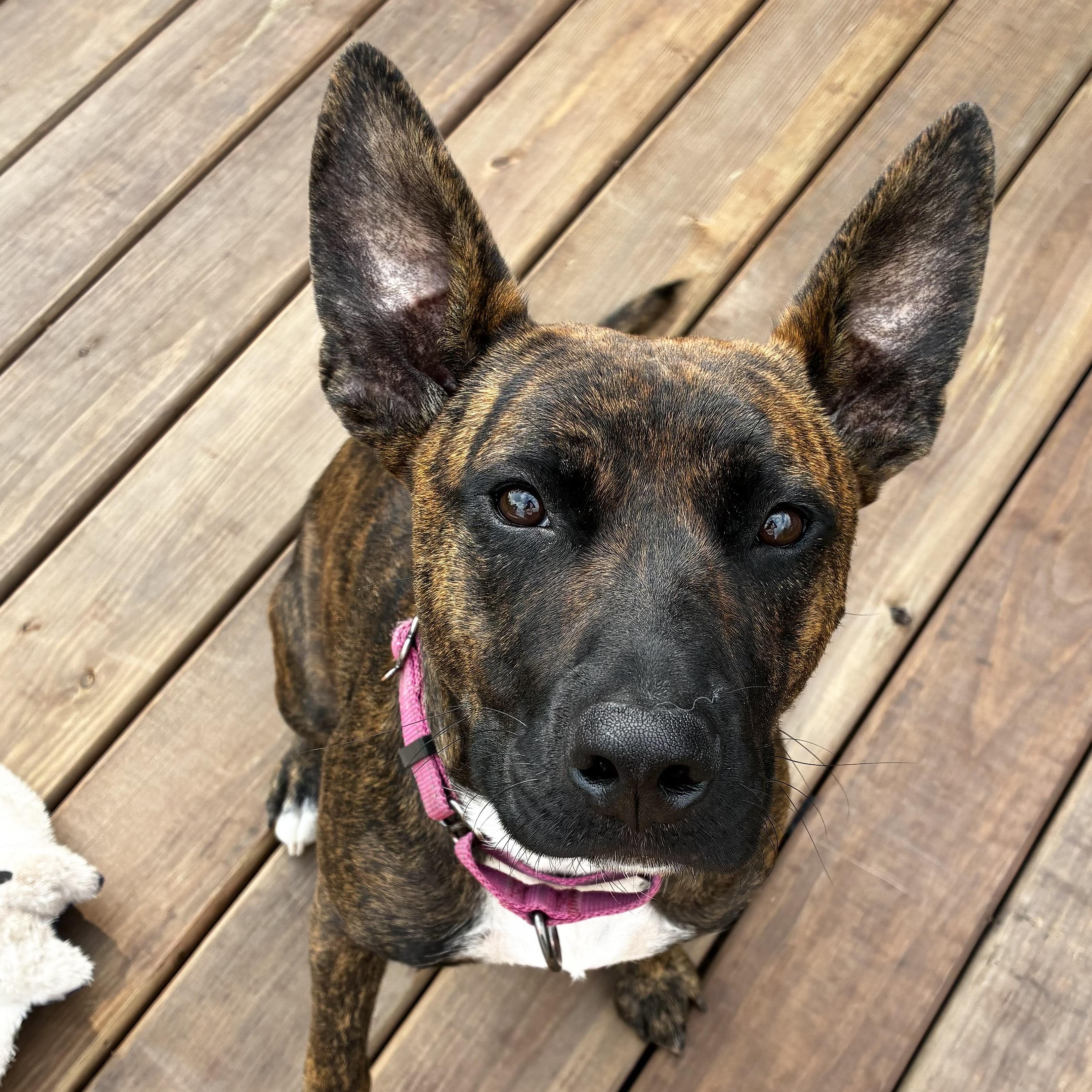 Taquita, Adoptable, Adult Female Mixed Breed.