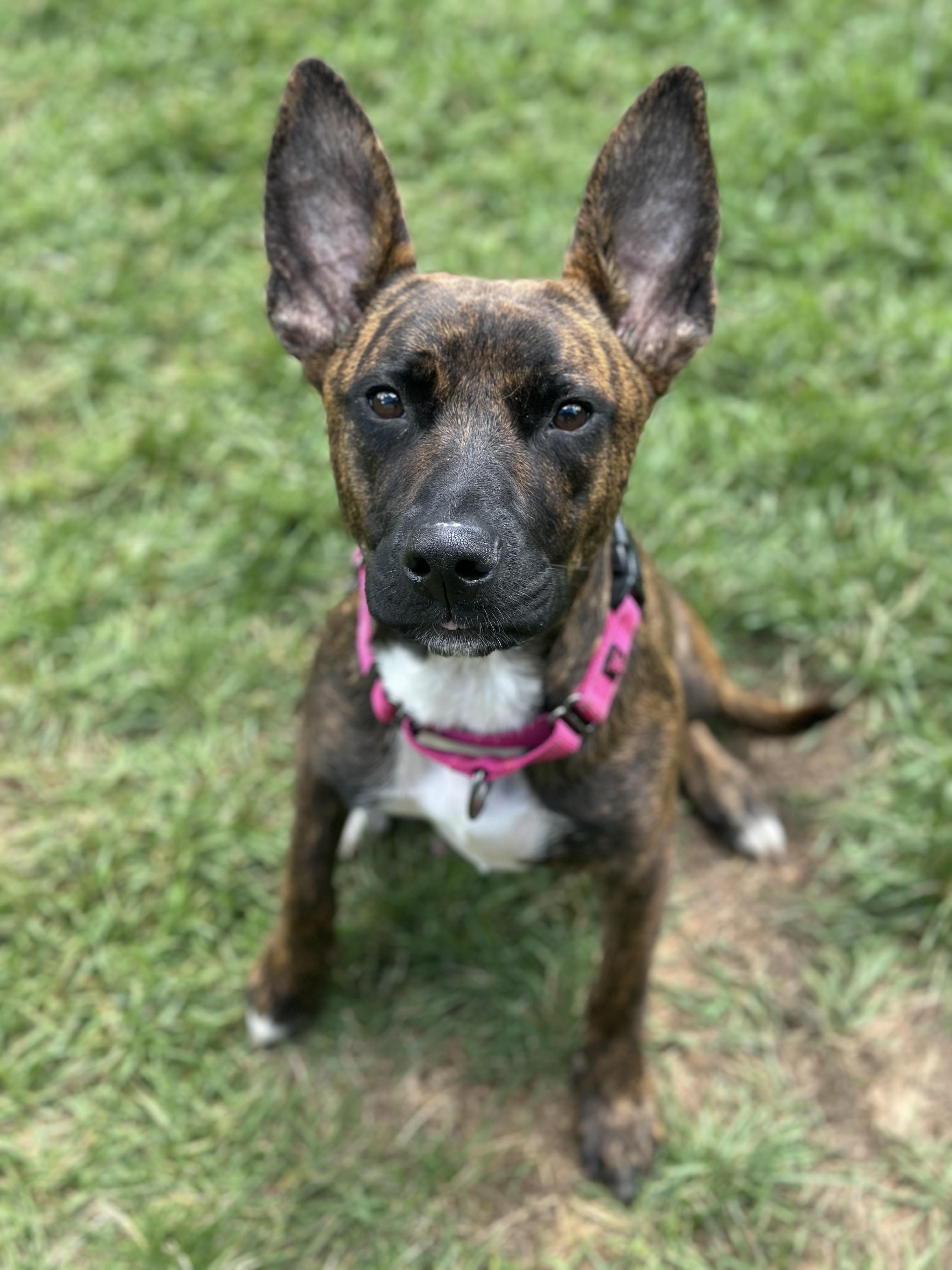 Enlarge Taquita, a Adoptable mixed breed in Iron River, MI image 1/3