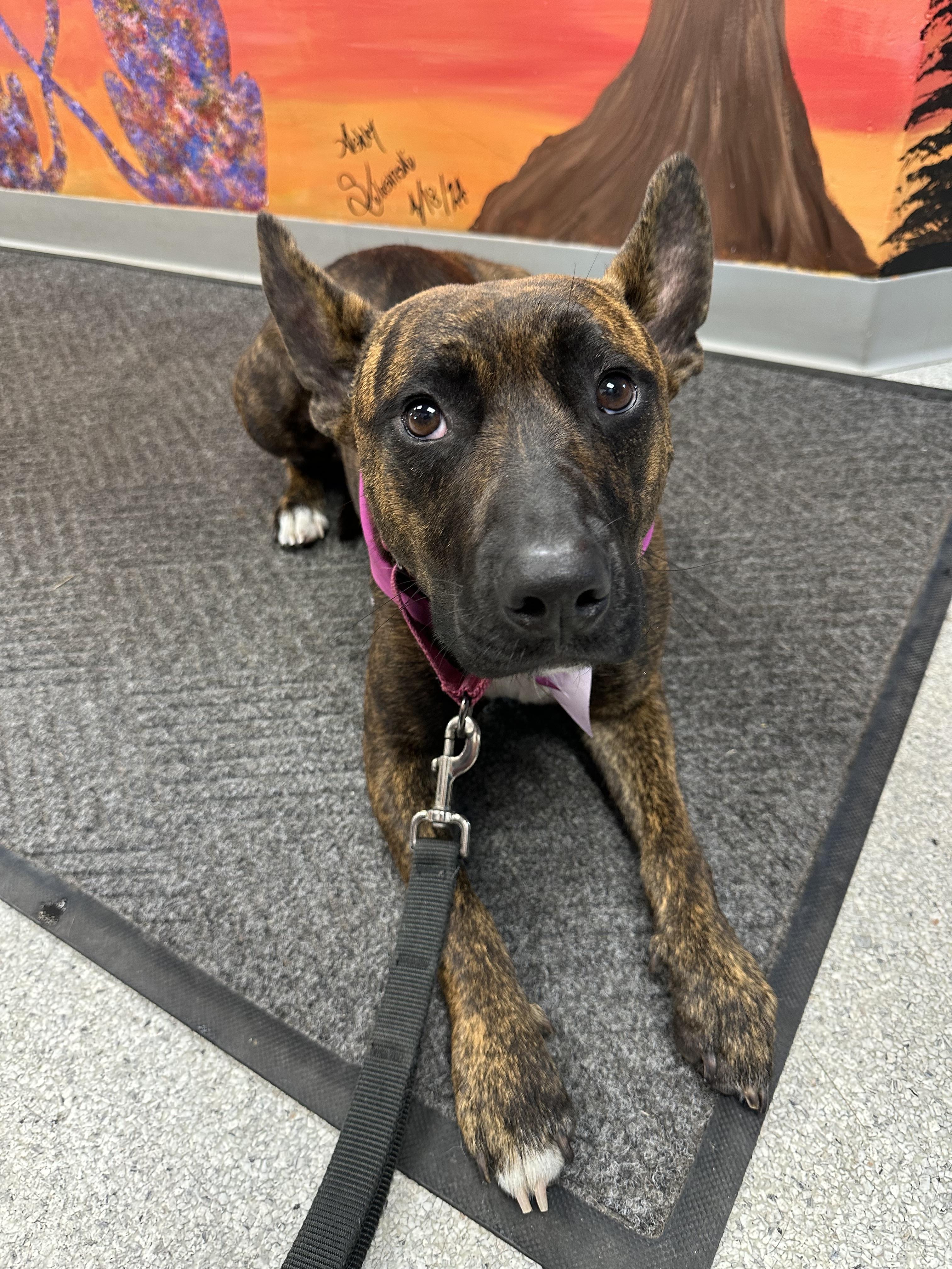 Taquita, a Adoptable mixed breed in Iron River, MI image 5/6