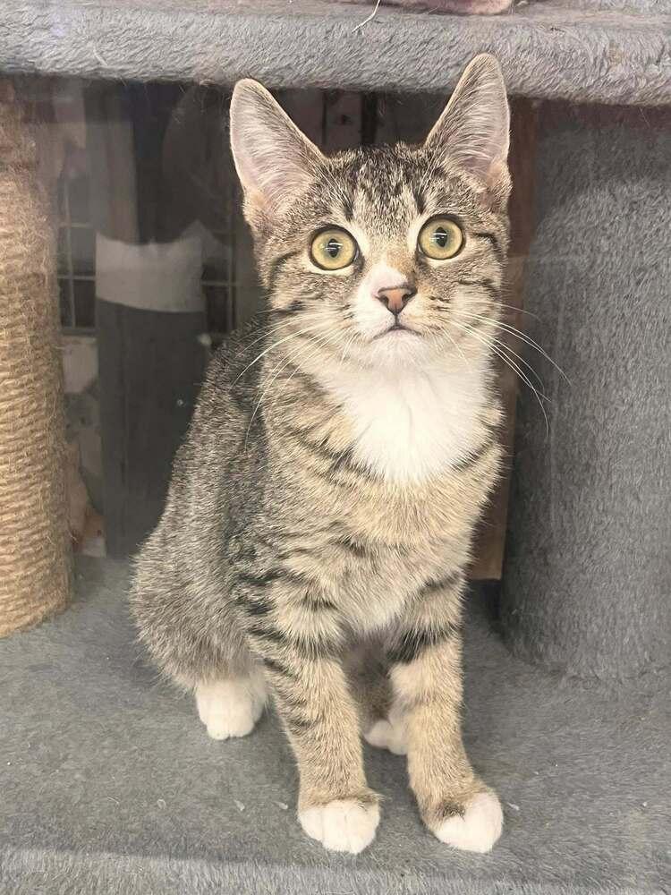 Sky, Adoptable, Kitten Female Domestic Short Hair.