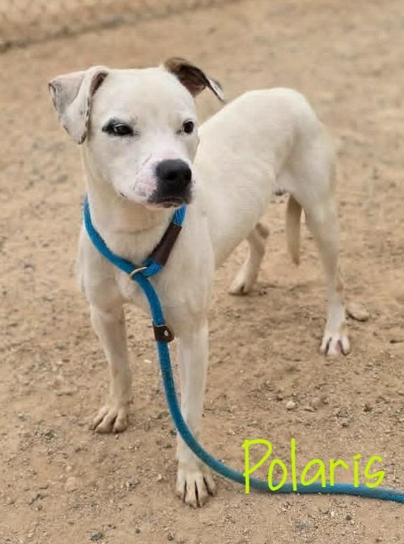 Polaris, a Adoptable mixed breed in California City, CA image 1/3