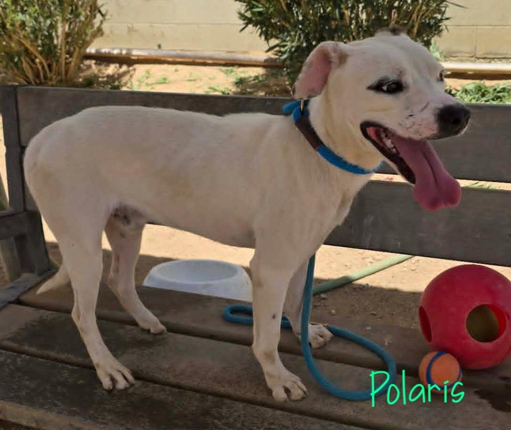 Polaris, a Adoptable mixed breed in California City, CA image 2/3