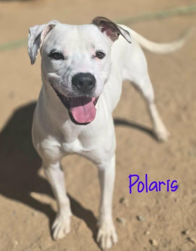Polaris, a Adoptable mixed breed in California City, CA image 3/3