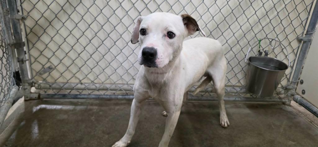 Enlarge Polaris, a Adoptable mixed breed in California City, CA image 1/1