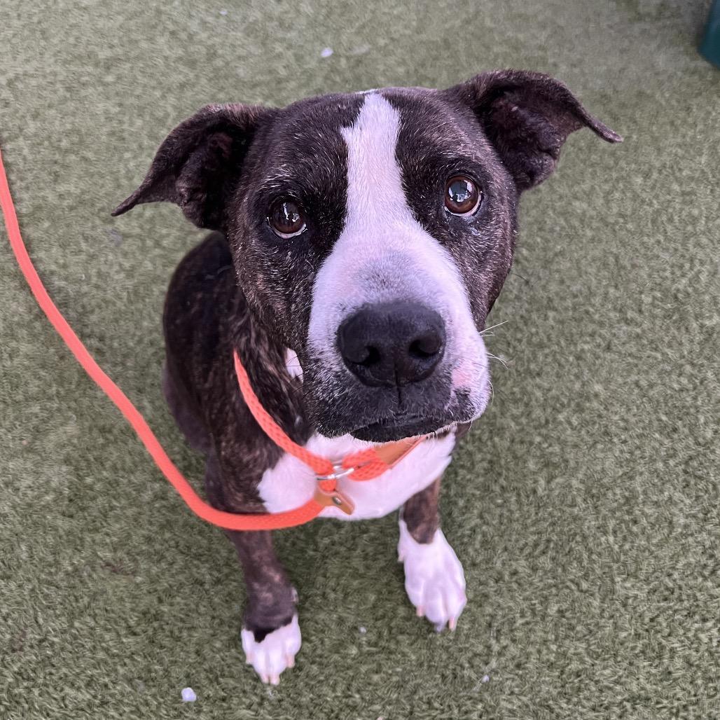 Meemaw, Adoptable, Senior Female Pit Bull Terrier.