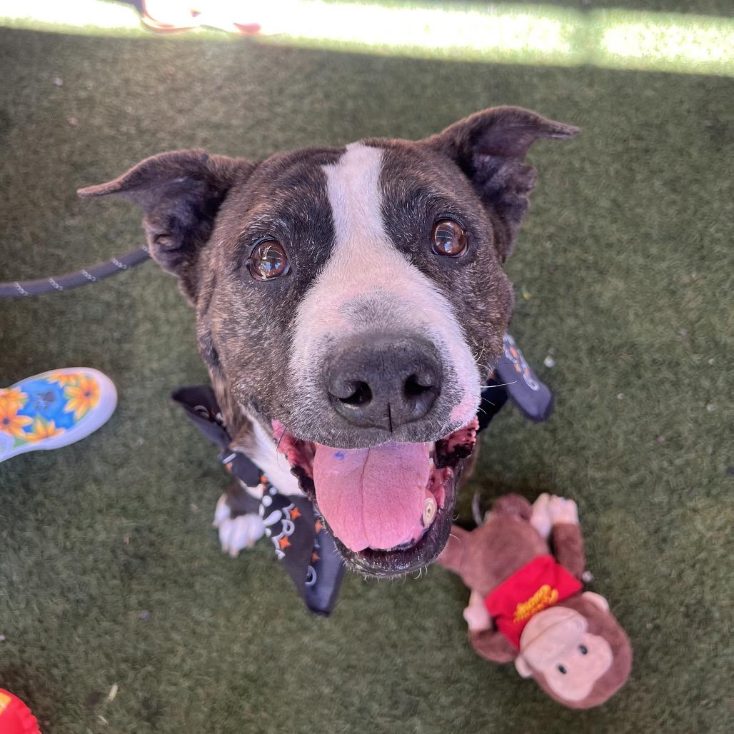 Enlarge Meemaw, a Adoptable Pit Bull Terrier in Apache Junction, AZ image 2/6