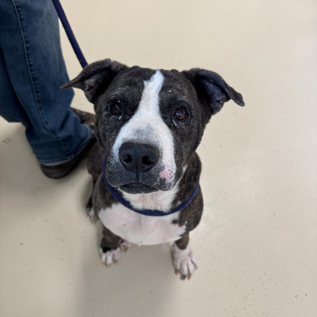 Enlarge Meemaw, a Adoptable Pit Bull Terrier in Apache Junction, AZ image 3/6