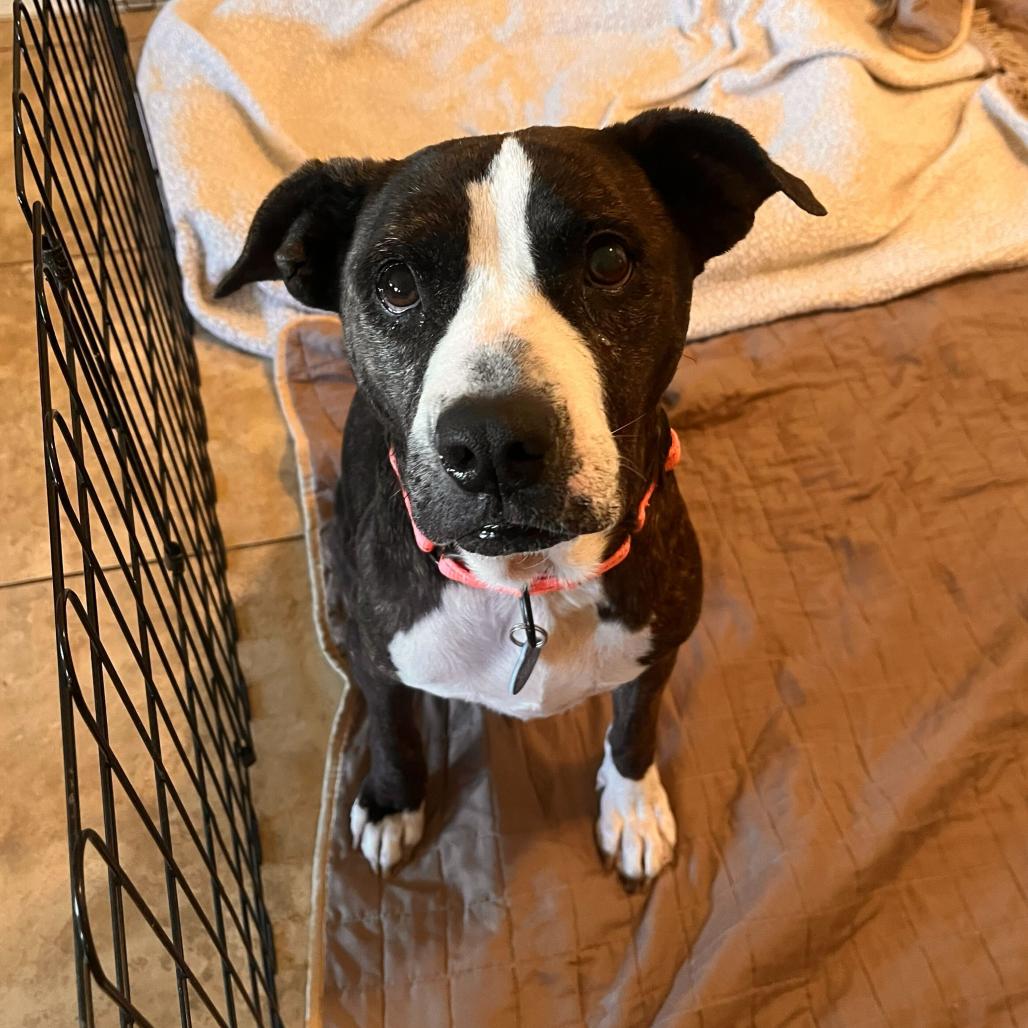 Enlarge Meemaw, a Adoptable Pit Bull Terrier in Apache Junction, AZ image 4/6