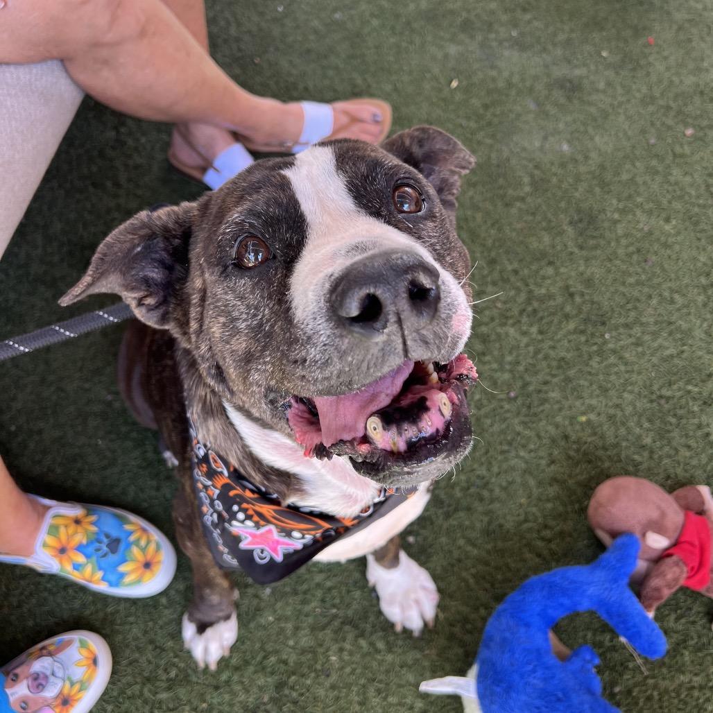 Enlarge Meemaw, a Adoptable Pit Bull Terrier in Apache Junction, AZ image 5/6