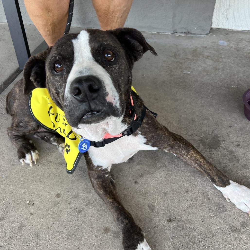 Enlarge Meemaw, a Adoptable Pit Bull Terrier in Apache Junction, AZ image 6/6