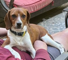 Meeny, a Adopted Beagle in Alburtis, PA image 2/4