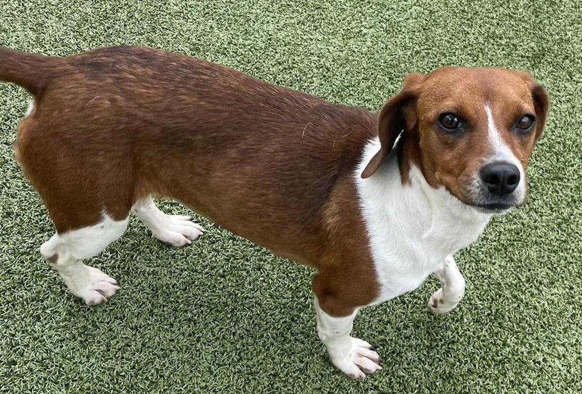 Meeny, a Adopted Beagle in Alburtis, PA image 3/4