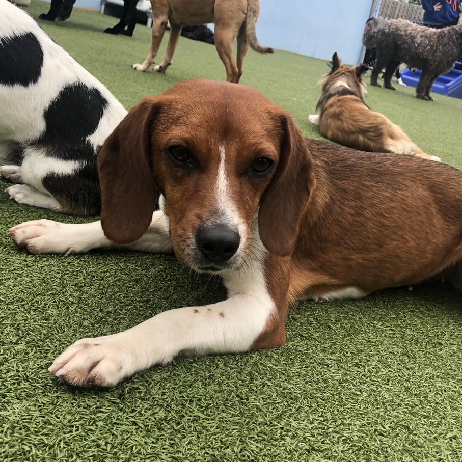 Meeny, Adopted, Young Female Beagle.