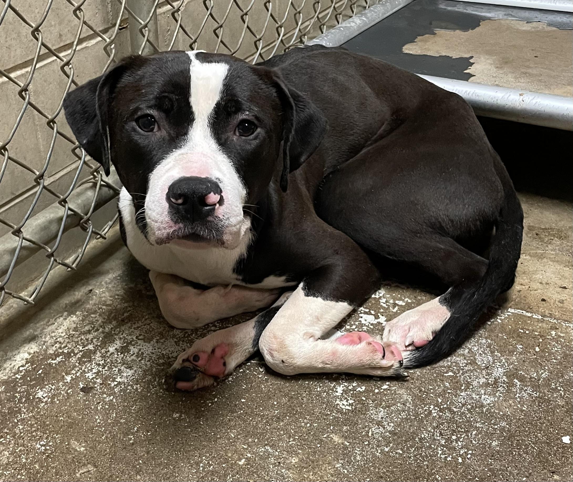 Polish AVAILABLE, a ADOPTABLE mixed breed in Canton, OH image 4/4