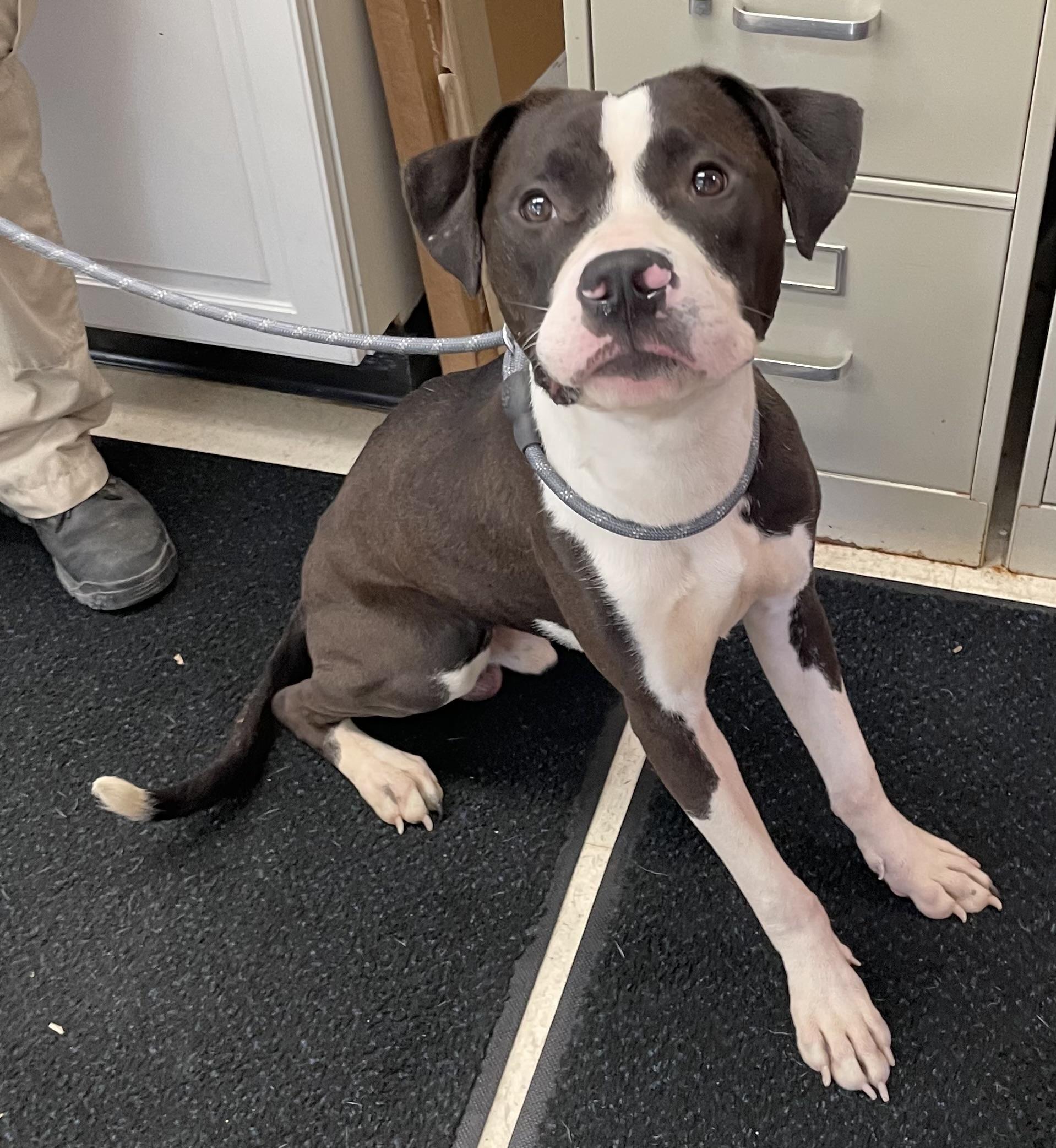 Polish AVAILABLE, a ADOPTABLE mixed breed in Canton, OH image 2/4