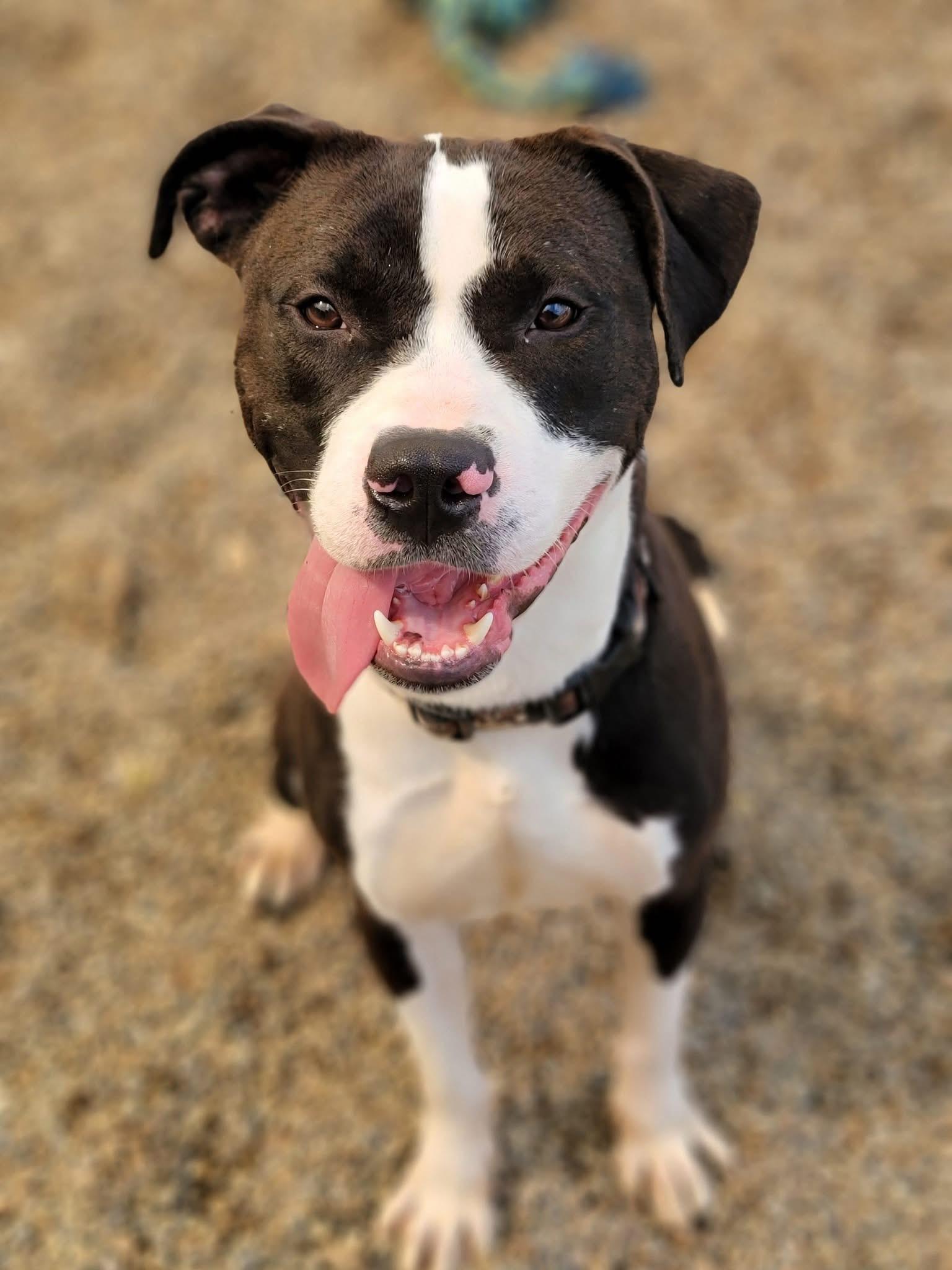 Polish AVAILABLE, a ADOPTABLE mixed breed in Canton, OH image 1/4